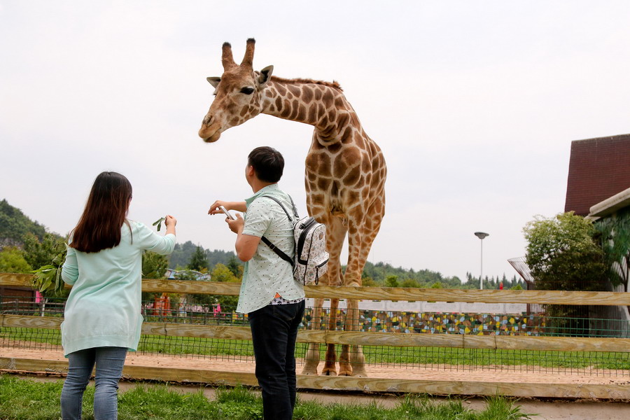 فى الصورة الملتقطة يوم 19 مايو الحالي،قام السياح ب"التفاعل" مع الزرافة فى حديقة الحيوانات بمدينة قوييانغ.