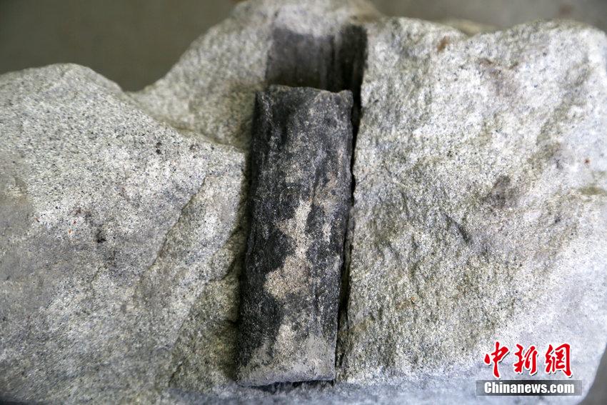 الصين تكتشف أحفور خشب أقدم من الديناصورات ب50 مليون سنة