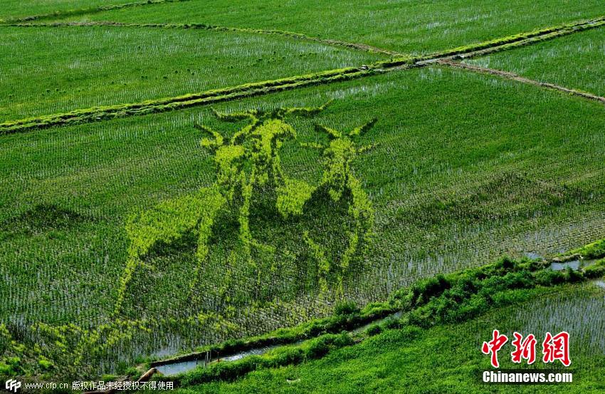 لوحات ضخمة ثلاثية الأبعاد تظهر في حقول الأرز فى الصين
