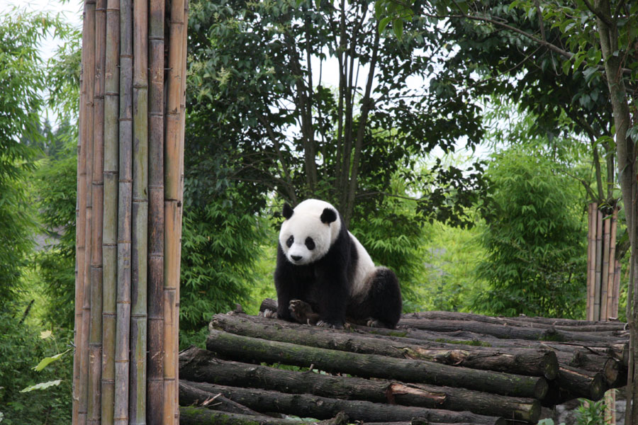 سيتشوان تفتتح أول مستشفى باندا متخصص في العالم