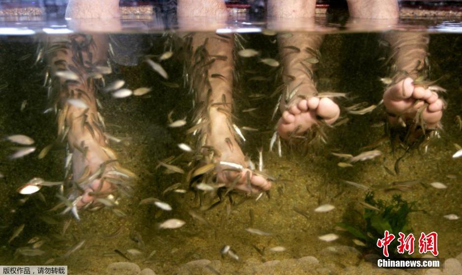 يضع الزبائن أقدامهم في المياه لتلقى علاج الأسماك في بوكيت بينتانج بماليزيا في 13 نوفمبر عام 2007.