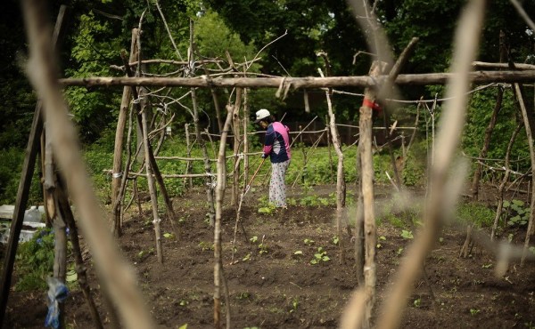 الآباء الصينيون يزرعون الخضروات في حرم جامعة ييل