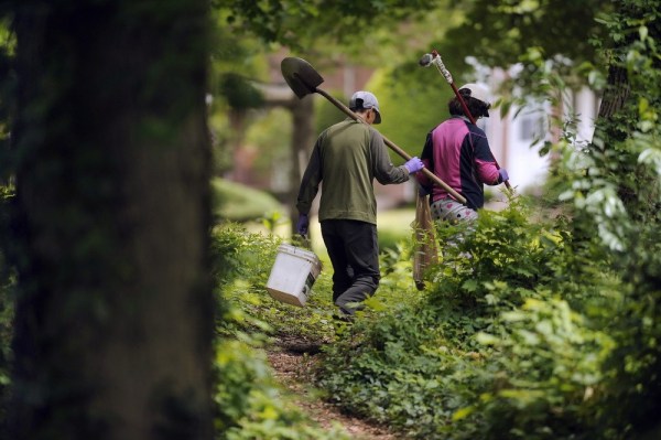 الآباء الصينيون يزرعون الخضروات في حرم جامعة ييل