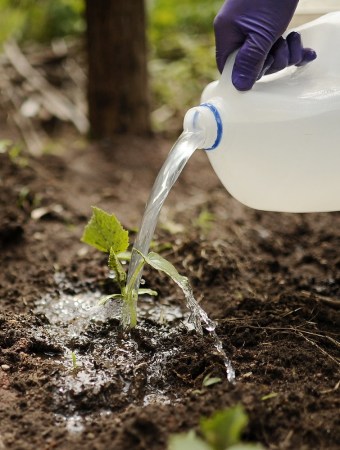 الآباء الصينيون يزرعون الخضروات في حرم جامعة ييل