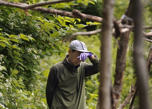 الآباء الصينيون يزرعون الخضروات في حرم جامعة ييل