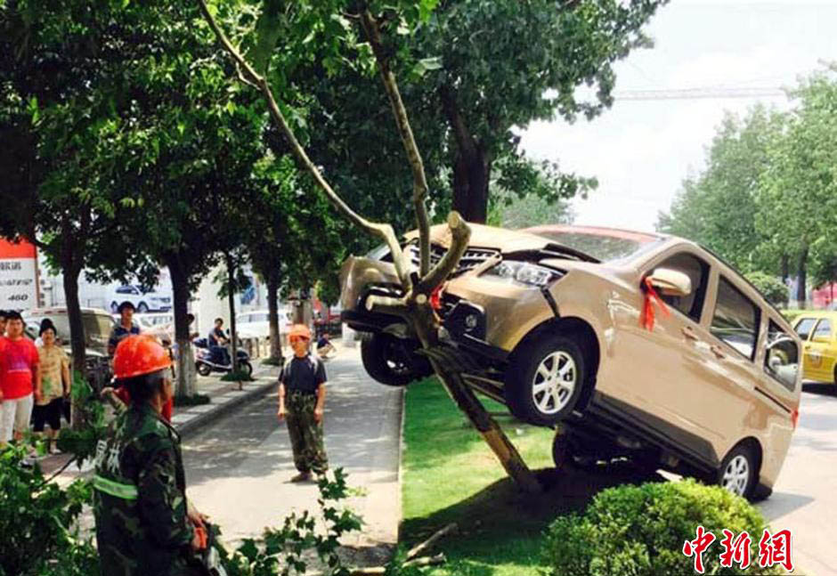 سائق جديد يقود السيارة للتسلق على شجرة