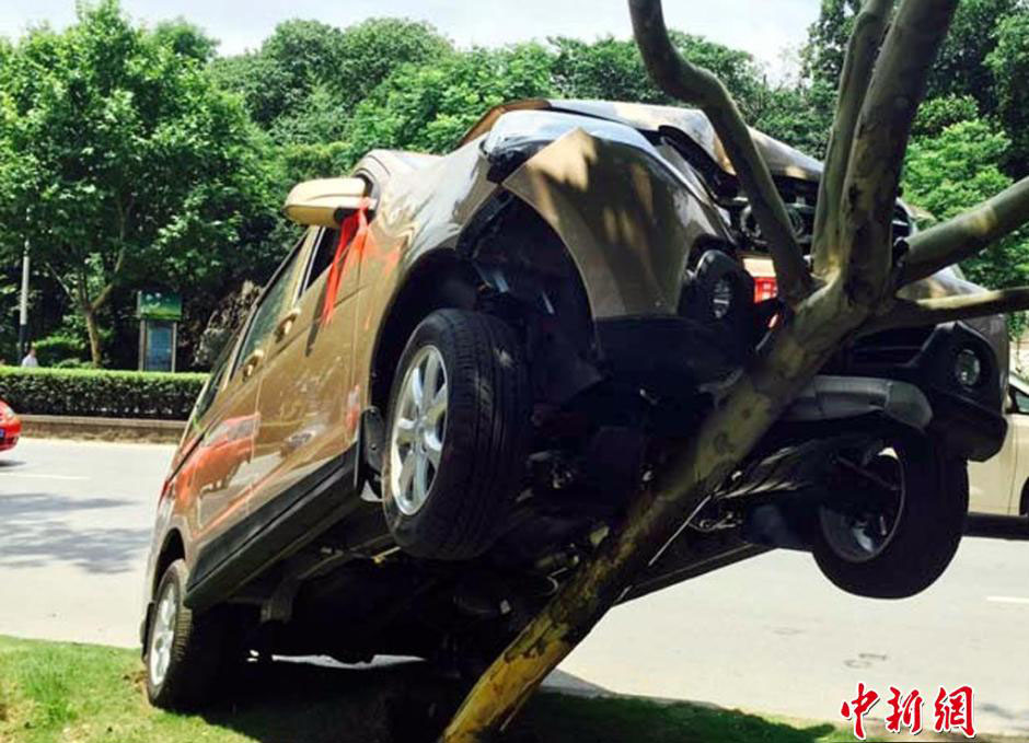 سائق جديد يقود السيارة للتسلق على شجرة