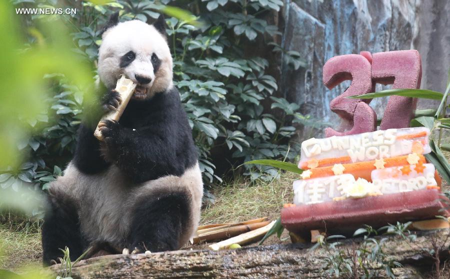 الباندا العملاقة "جيا جيا" تحطم الرقم القياسي العالمي لأطول عمر