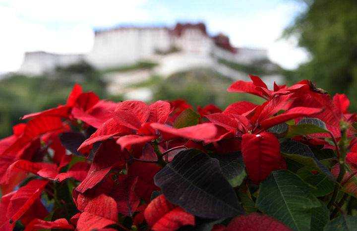 لاسا تتزين إحتفالا بالـذكرى الخمسين لتأسيس منطقة التبت ذاتية الحكم