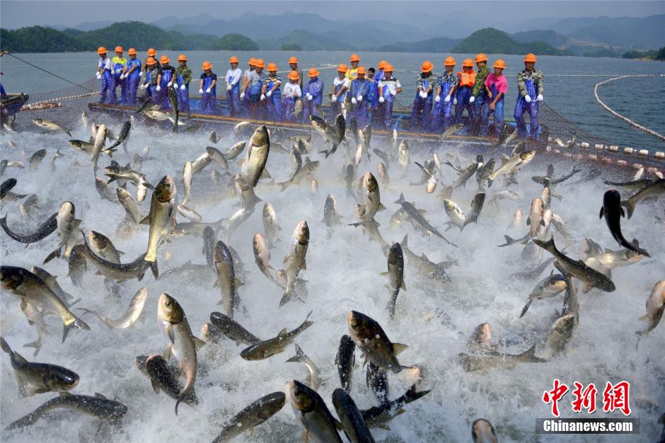 أعظم مشاهد صيد الأسماك في الصين