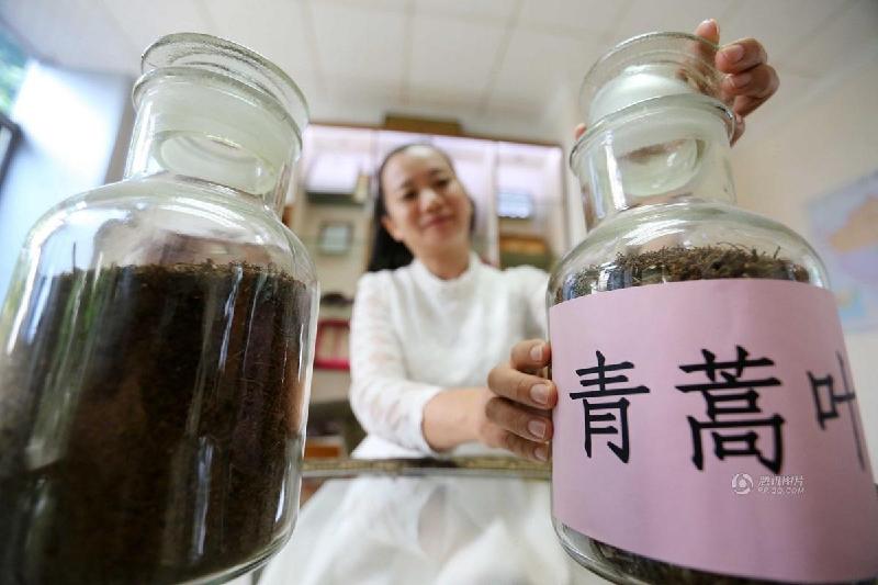 مجموعة صور: أكبر قاعدة لإنتاج مادة الأرتيميسينين في الصين
