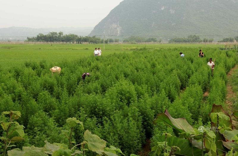 في شهر أغسطس من كل عام، تغطي الجبال بمحافظة رونغآن في مقاطعة قوانغشي نباتات الأرتيميسينين.