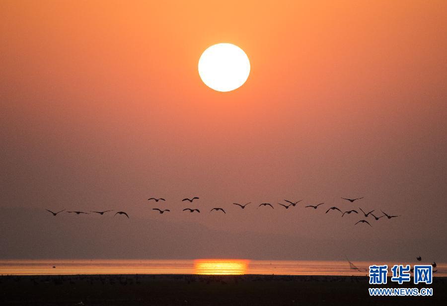بحيرة بويانغ تستقبل طيورا مهاجرة