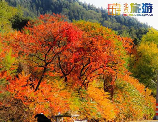 3: المنطقة السياحية لبركة بايلونغ بمدينة بكينفترة التمتع: من نهاية أكتوبر إلى نوفمبر