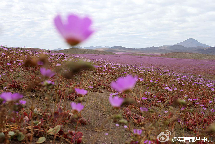 الصحراء الأكثر جفافا فى العالم تتحول إلى مروجا من الزهور