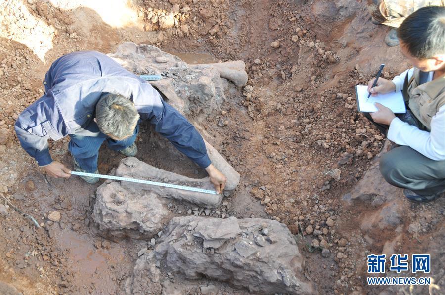 اكتشاف أحافير لديناصورات تعود إلى ما قبل 180 مليون سنة في جنوب غرب الصين