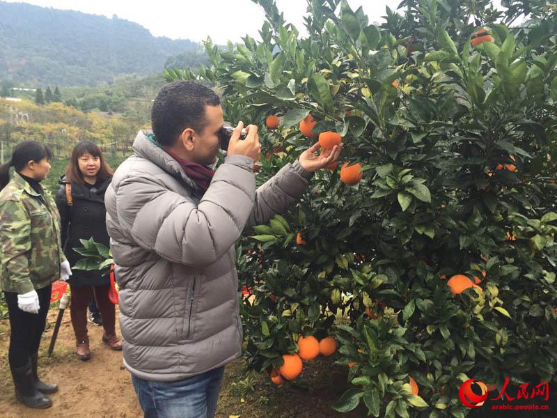 تجربة مراسلين أجانب في قطف أشهر برتقال ابو سرة  في الصين