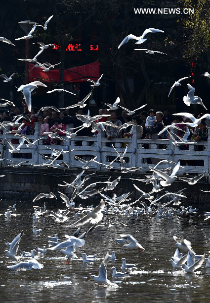 "مدينة الربيع" الصينية تحقق رقما قياسيا في عدد طيور النورس المهاجرة إليها هذا العام