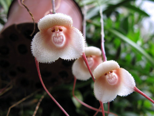 زهور السحلب على شكل وجه القرد لاستقبال عام القرد
