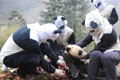 ثلاثة أشبال الباندا العملاقة في تدريبات برية ميدانية