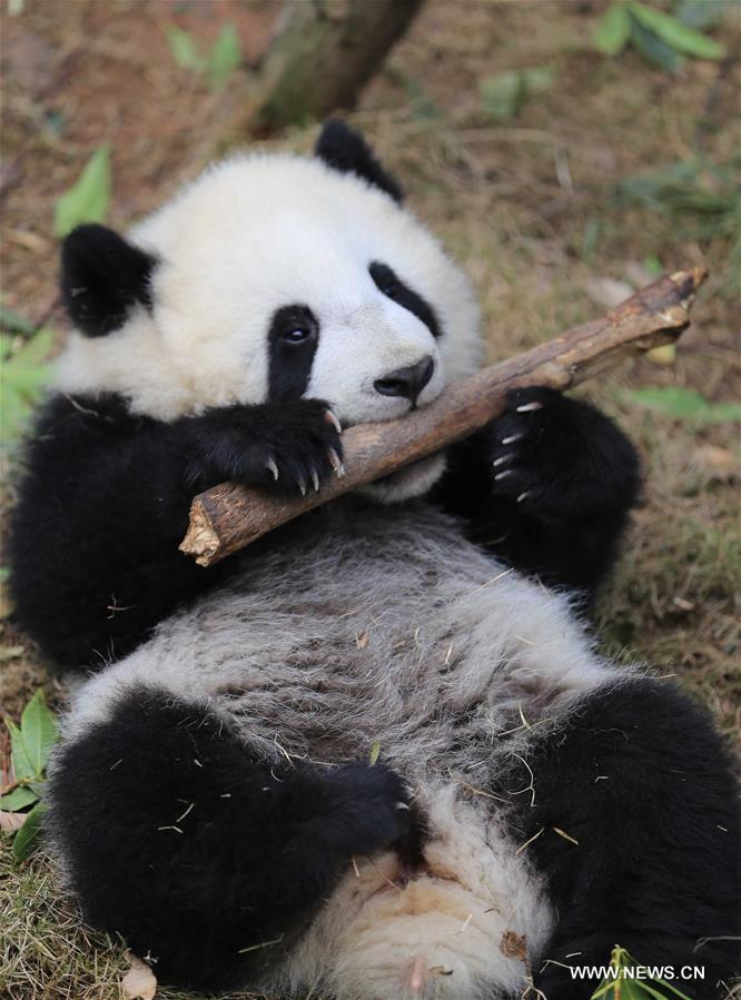 انتهاء نشاط التسمية لتوأمة الباندا في تشنغدو