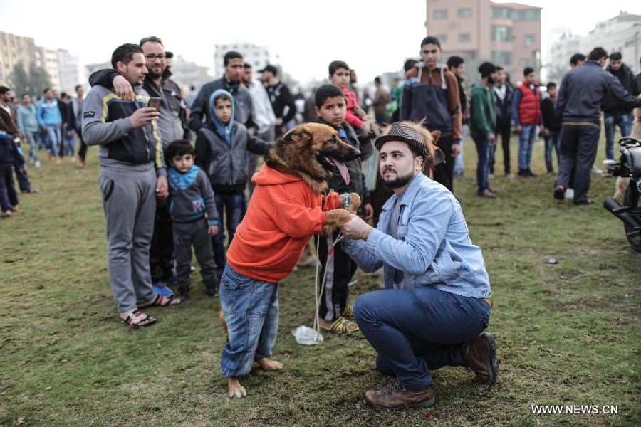 العشرات من الهواة ينظمون مهرجانا في غزة لاستعراض جمال وقدرات كلابهم