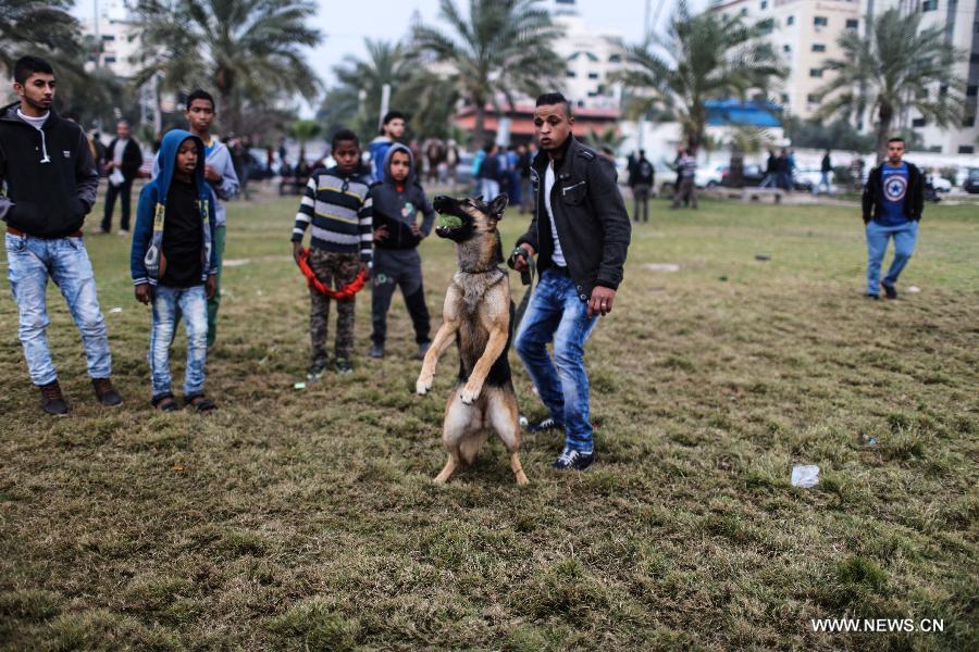 العشرات من الهواة ينظمون مهرجانا في غزة لاستعراض جمال وقدرات كلابهم