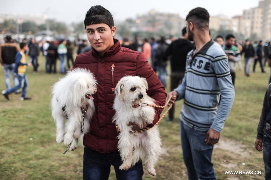 العشرات من الهواة ينظمون مهرجانا في غزة لاستعراض جمال وقدرات كلابهم