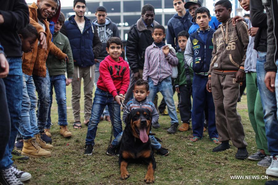 العشرات من الهواة ينظمون مهرجانا في غزة لاستعراض جمال وقدرات كلابهم