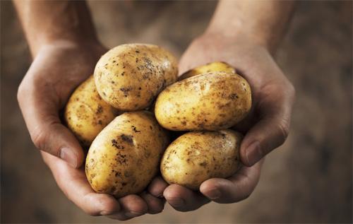 الصين تخطط لزراعة البطاطس على مساحة 100 مليون مو بحلول عام 2020