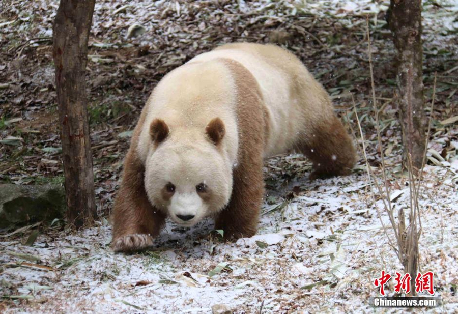 ذكر الباندا البني الوحيد من نوعه في العالم يجتاز الشتاء بسلام