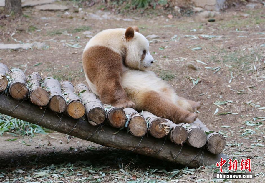 ذكر الباندا البني الوحيد من نوعه في العالم يجتاز الشتاء بسلام