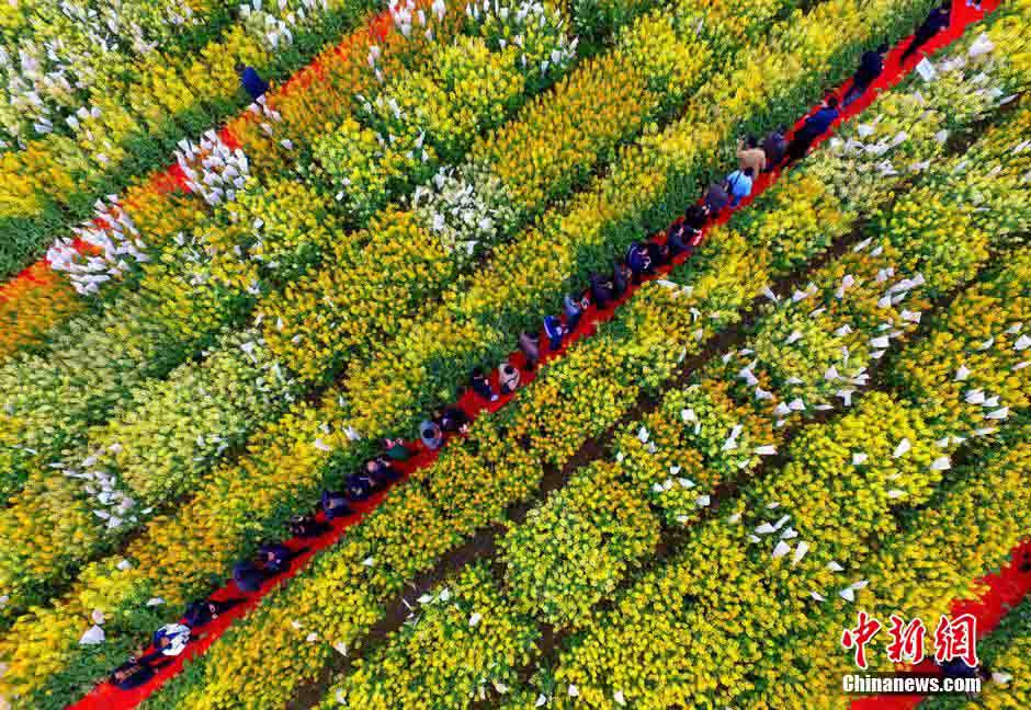 حقول زهور الكانولا تجذب الزوار بمقاطعة سيتشوان