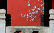  تمازج بين لونين الابيض لزهرة المشمش والاحمر لجدار القصر الامبراطوري تراوح بين سحر الربيع والجو الرومانسي