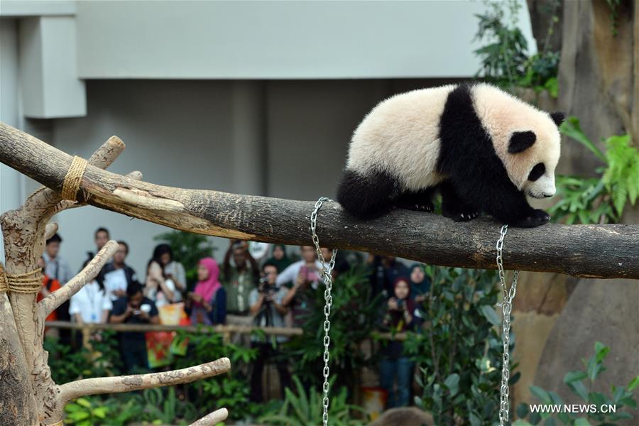 ماليزيا تختار 