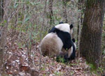 صور نادرة لـ"علاقة الحب" بين ذكر وأنثى الباندا 
