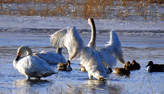 بفيديو:آلاف من البجع الأبيض يصل إلى بحيرة هونغ قه آر بمنطقة منغوليا الداخلية الصينية