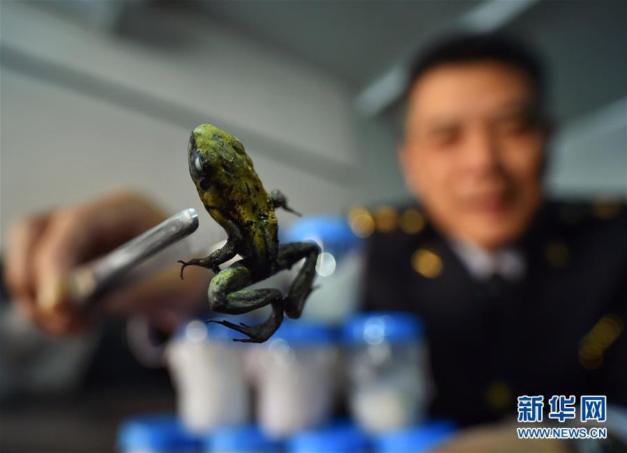 جمارك بكين تضبط الحيوان الأكثر سما على وجه الأرض