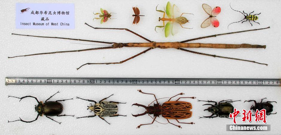 الصين تكتشف نوعا جديدا من أطول الحشرات في العالم