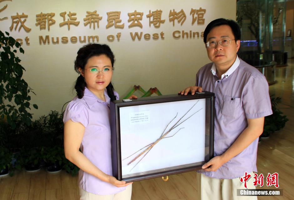 الصين تكتشف نوعا جديدا من أطول الحشرات في العالم