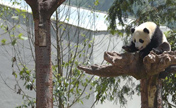 افتتاح الحديقة الصينية للباندا العملاقة رسميا