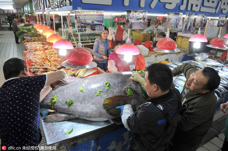 نادر... سمكة هامور عملاقة تظهر في تشينغداو