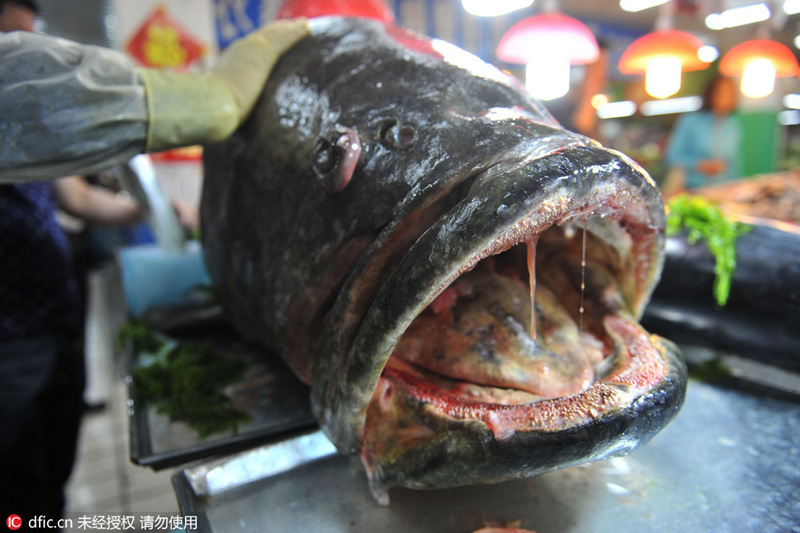 نادر... سمكة هامور عملاقة تظهر في تشينغداو