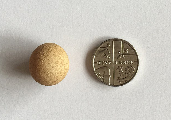 أصغر بيض فى العالم ارتفاعه 1.55 سم فقط