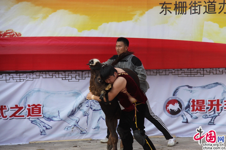جياشينغ تستضيف بطولة مصارعة الثيران في دورتها الخامسة