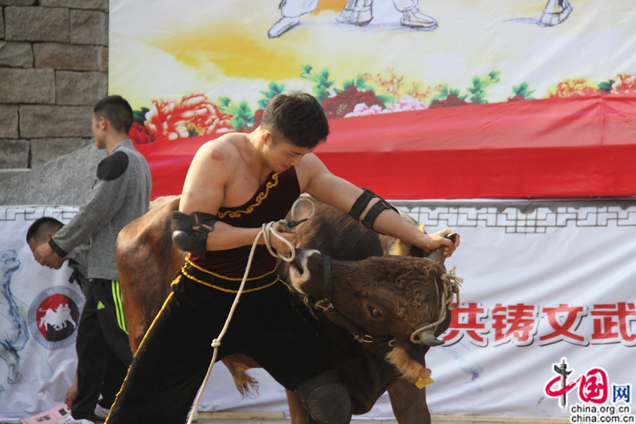 جياشينغ تستضيف بطولة مصارعة الثيران في دورتها الخامسة
