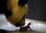 الباندا العملاقة شين شين .. "هدية" الحكومة الصينية لماكاو تنجب توأمين