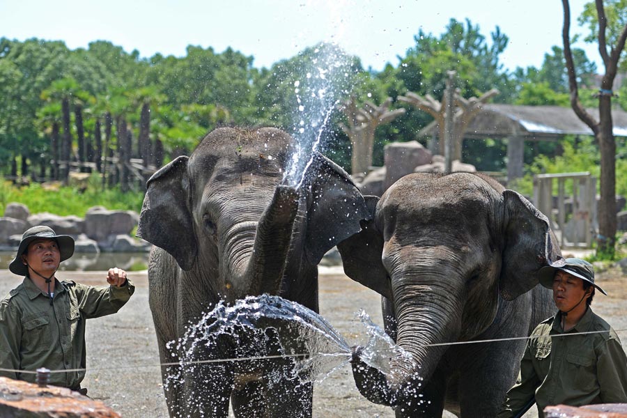 بالصور: كيف تتخلص الحيوانات في حديقة بشانغهاي من حرارة الصيف