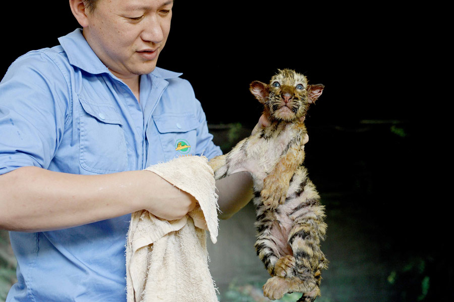 بالصور: كيف تتخلص الحيوانات في حديقة بشانغهاي من حرارة الصيف