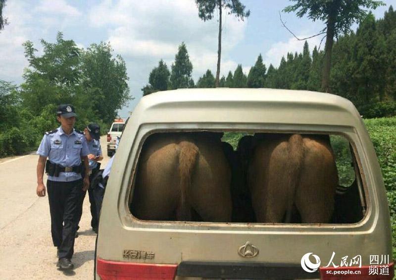 مضحكا! الشرطة تقبض على اثنين من الأبقار في ميكروباص